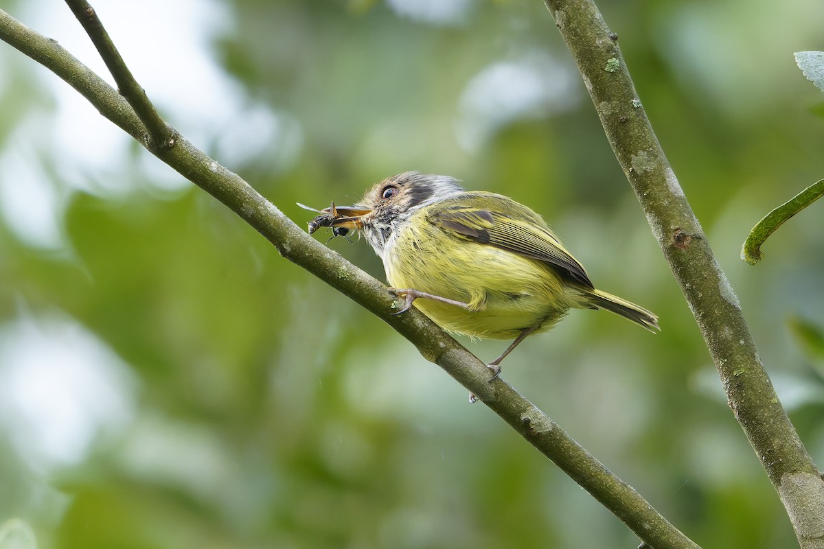 Eared Pygmy-Tyrant - ML633316389