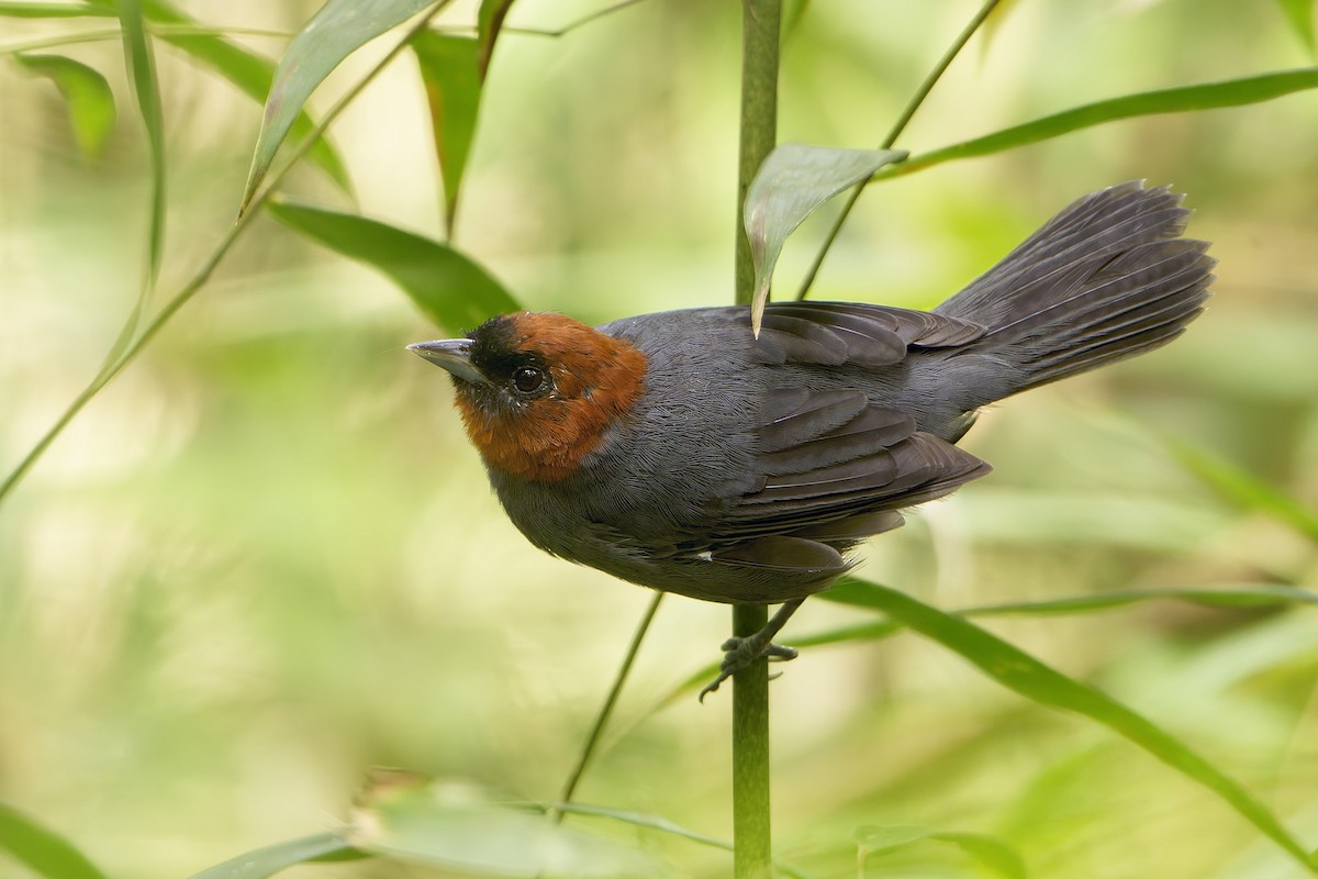 Chestnut-headed Tanager - ML633316438