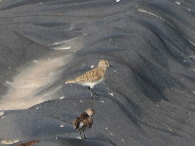 ヒメウズラシギ - ML633316470