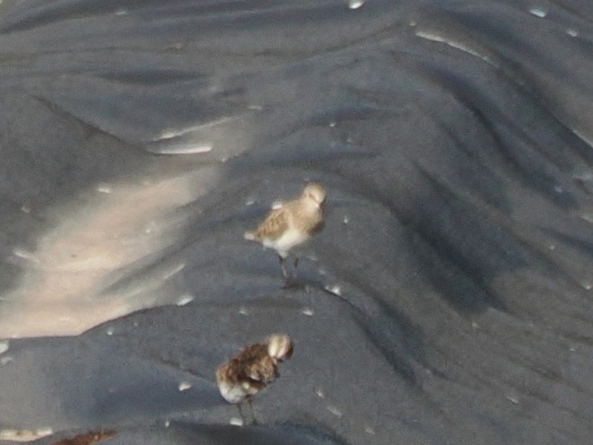 ヒメウズラシギ - ML633316486