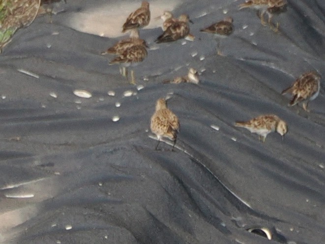 ヒメウズラシギ - ML633316490