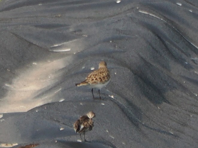 ヒメウズラシギ - ML633316492