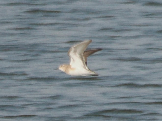 ヒメウズラシギ - ML633316500