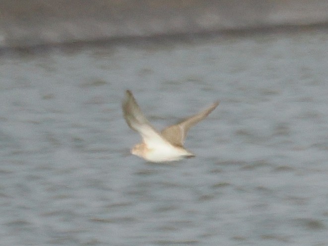 ヒメウズラシギ - ML633316504