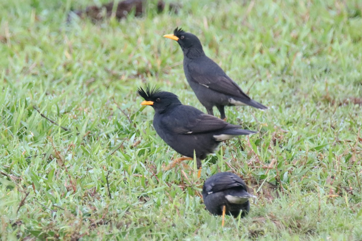 Great Myna - ML633316537