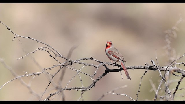 ørkenkardinal - ML633316563