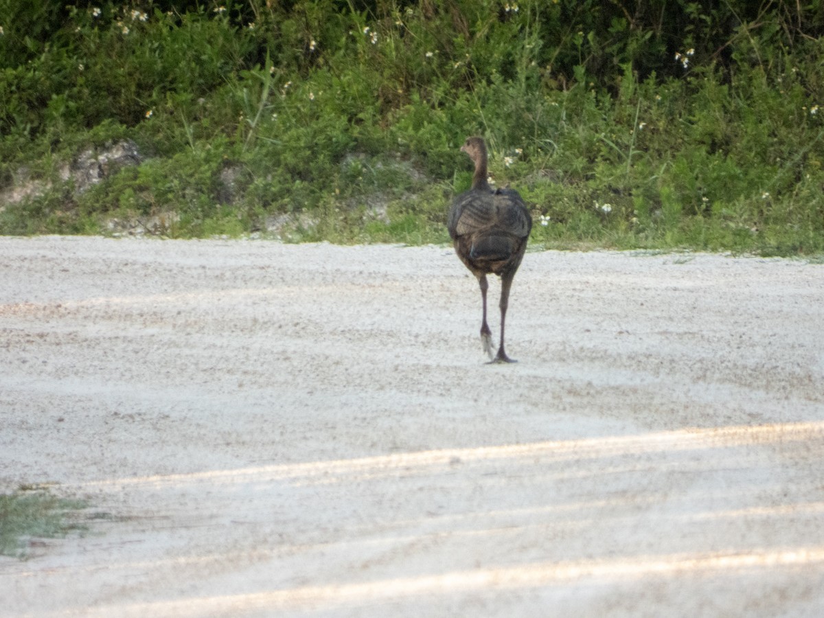 Wild Turkey - ML633316765