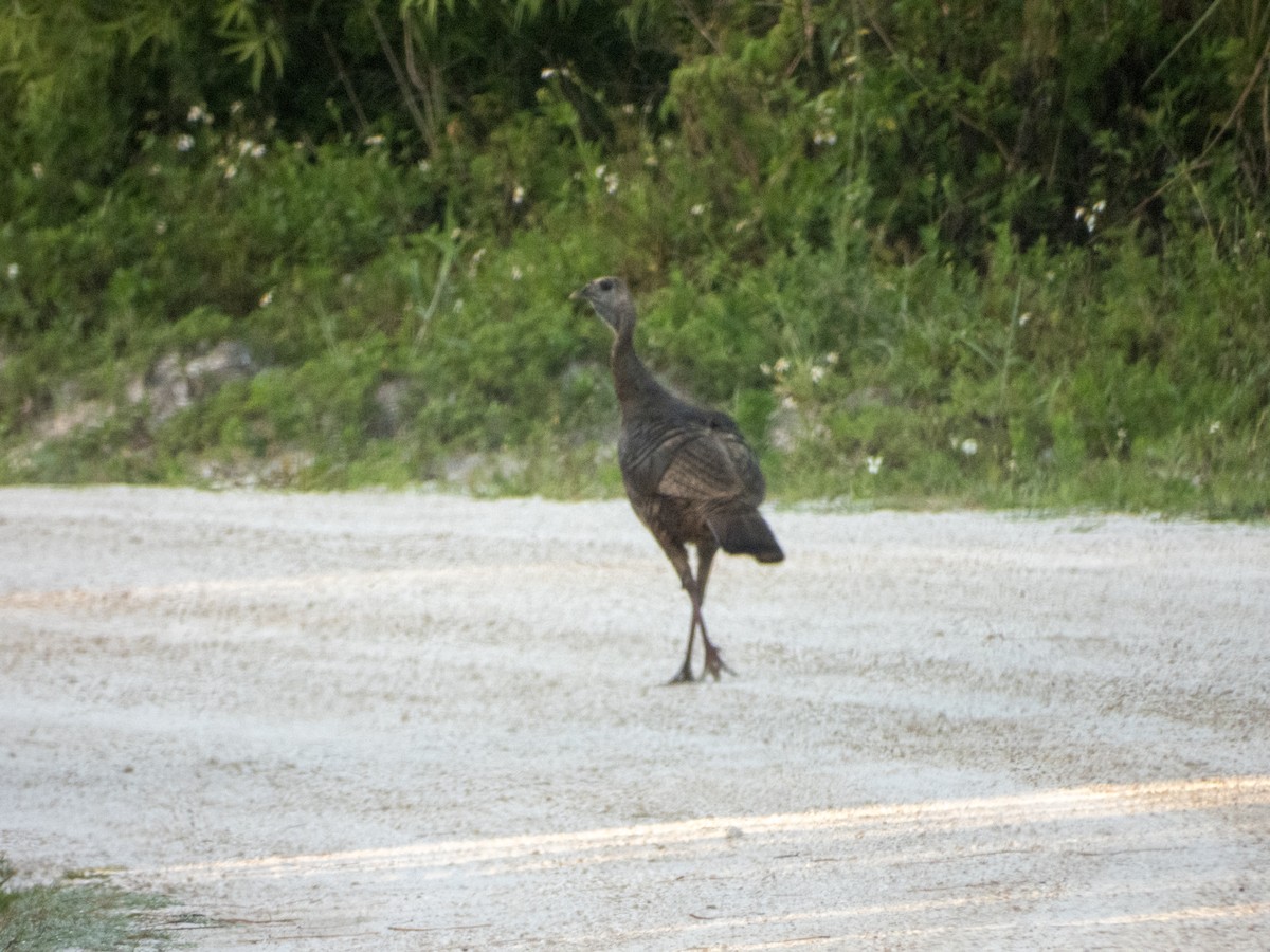 Wild Turkey - ML633316766