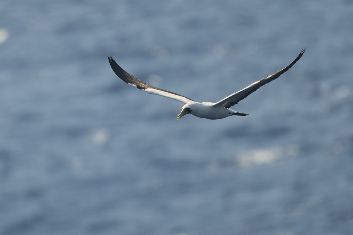 Masked Booby - Ken Crawley