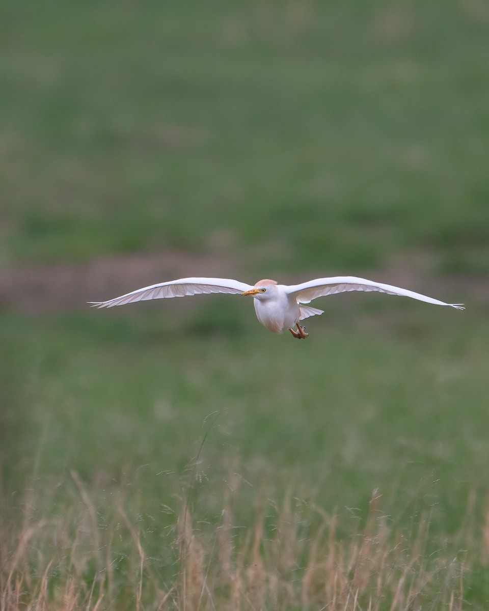 Western Cattle-Egret - ML633317243