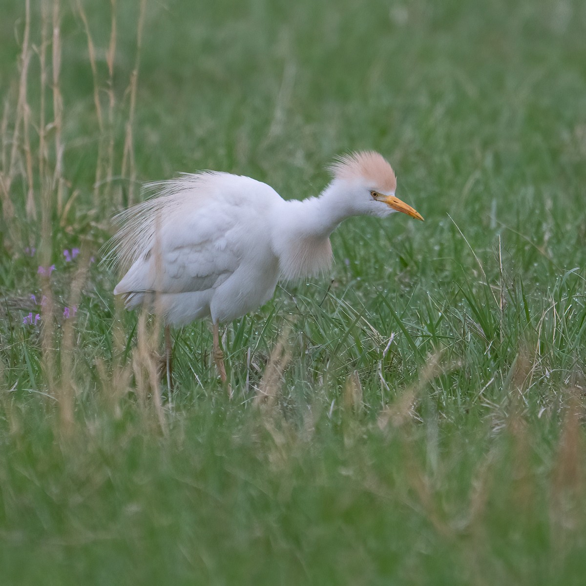 Western Cattle-Egret - ML633317244