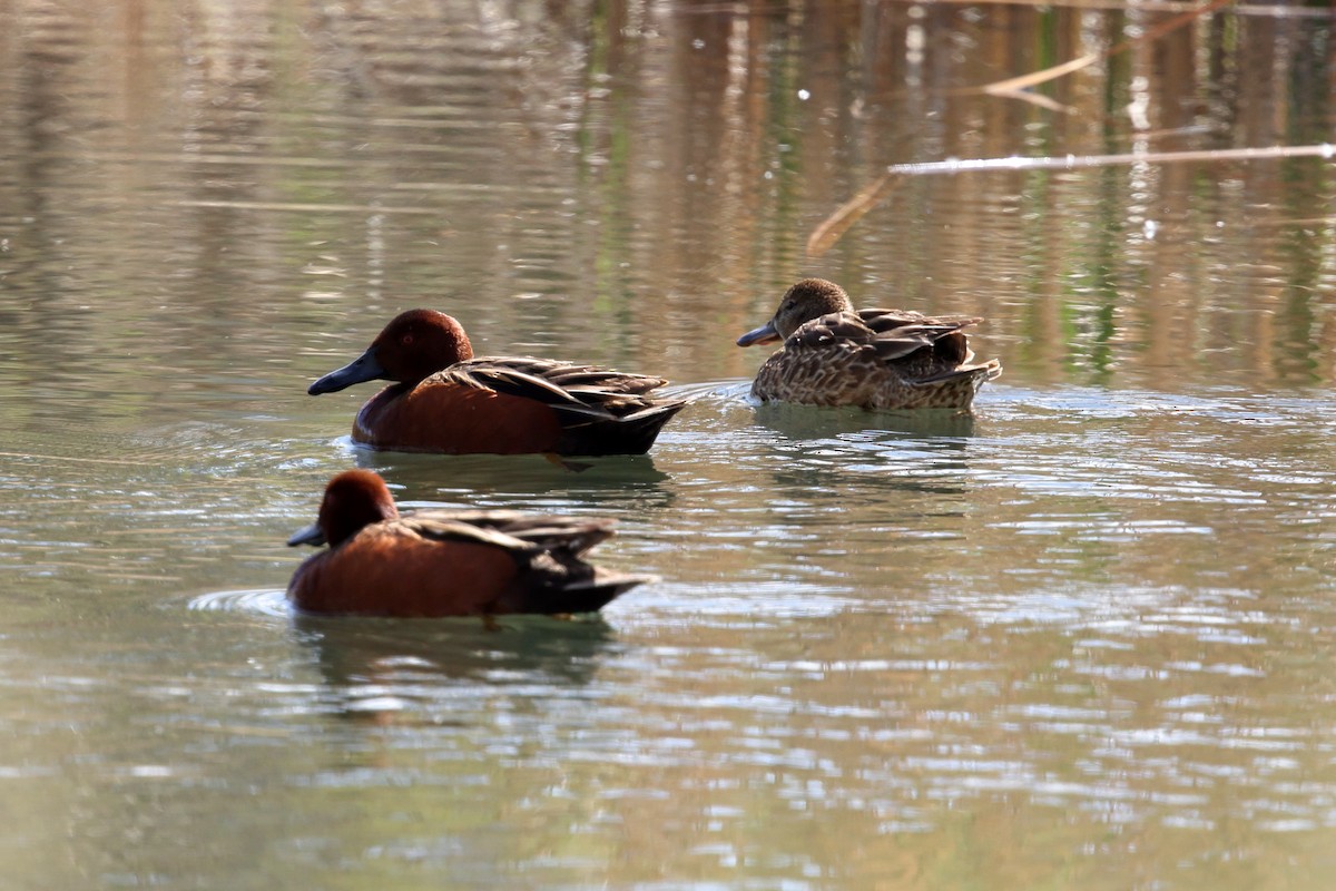 Cinnamon Teal - ML633317245