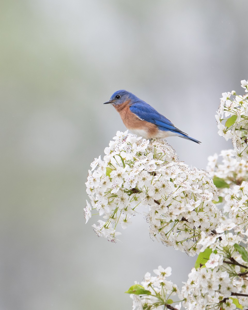 Eastern Bluebird - ML633317276
