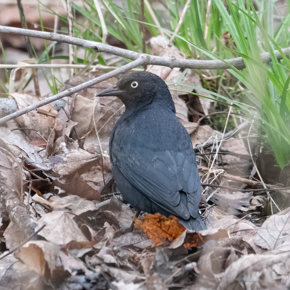 Rusty Blackbird - ML633317293