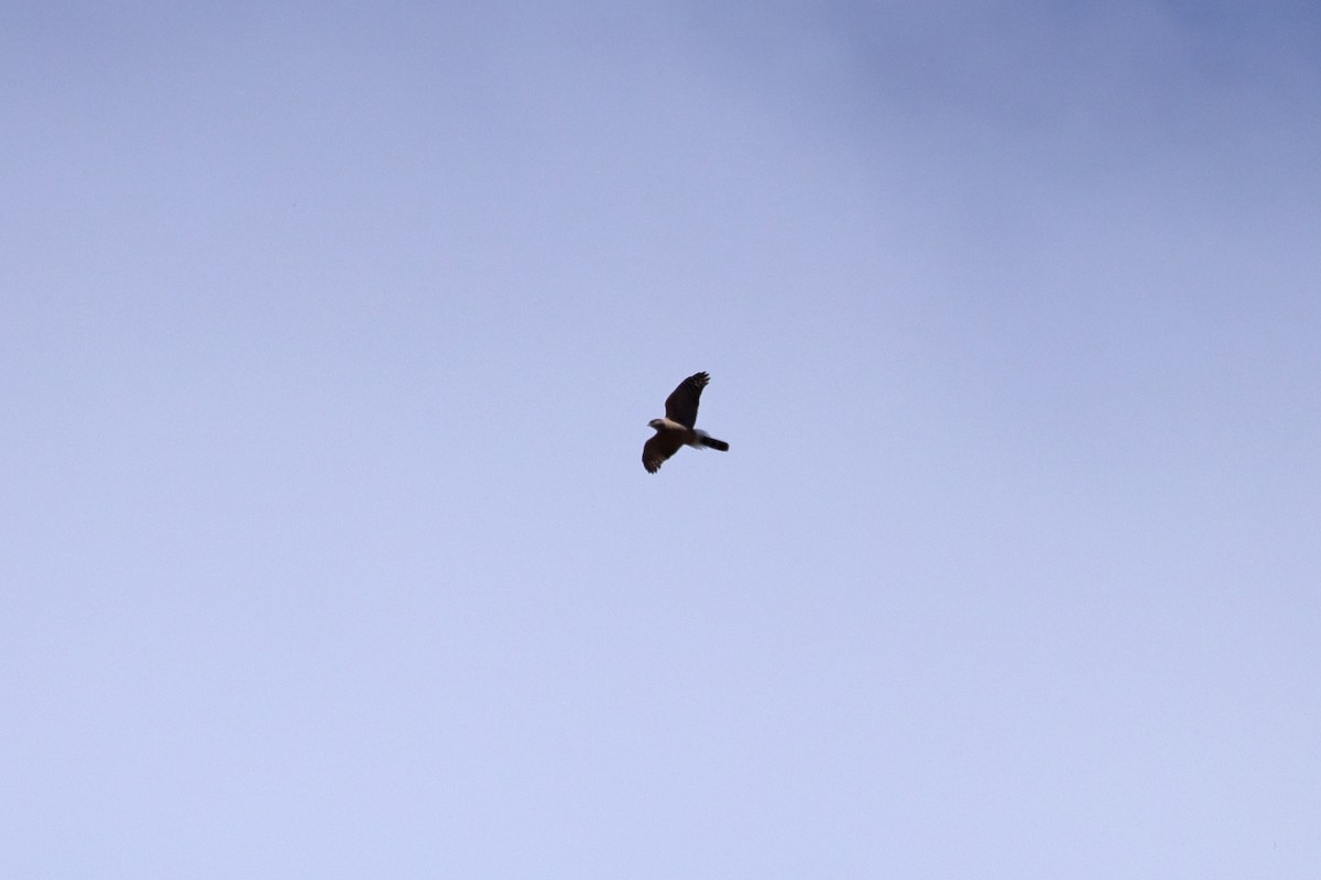 Cooper's Hawk - ML633317390