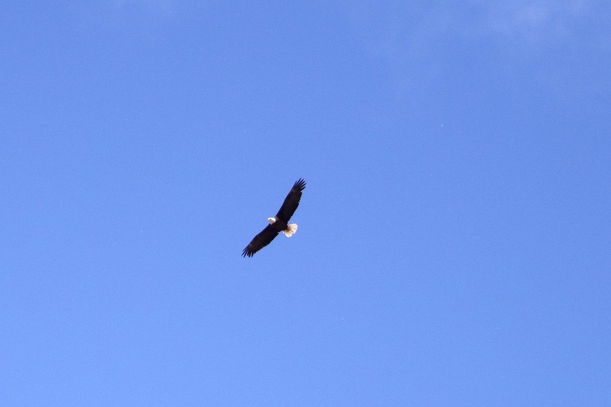 Bald Eagle - ML633317408