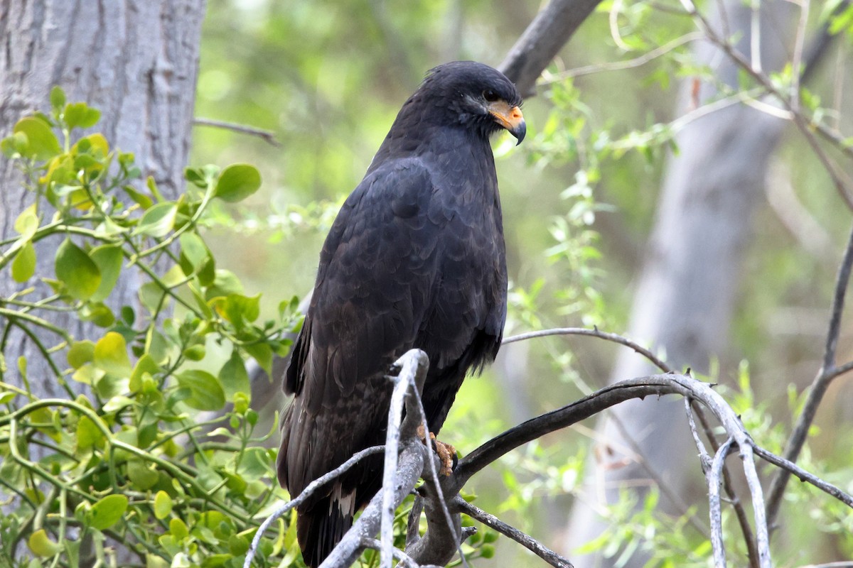 Common Black Hawk (Common) - ML633317433