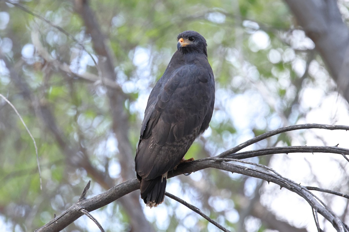 Common Black Hawk (Common) - ML633317434