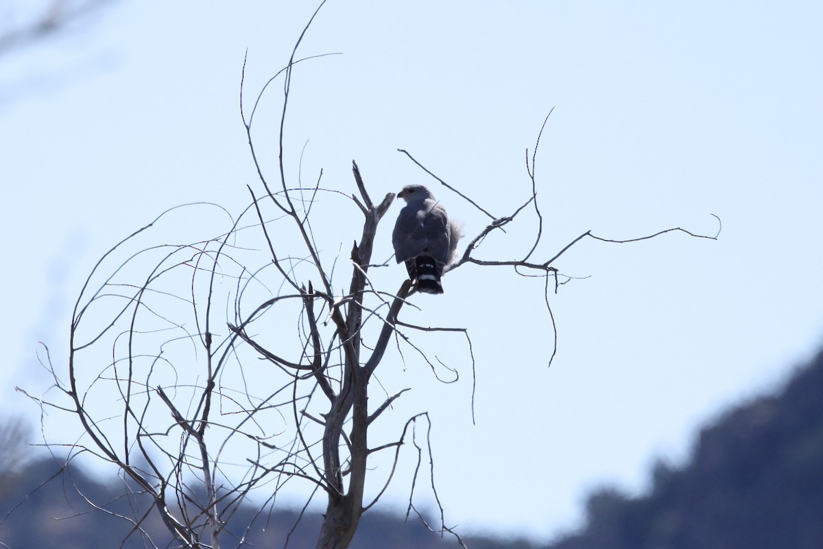 Gray Hawk - ML633317492