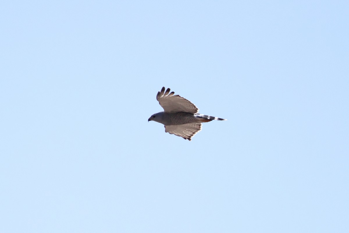 Gray Hawk - ML633317493