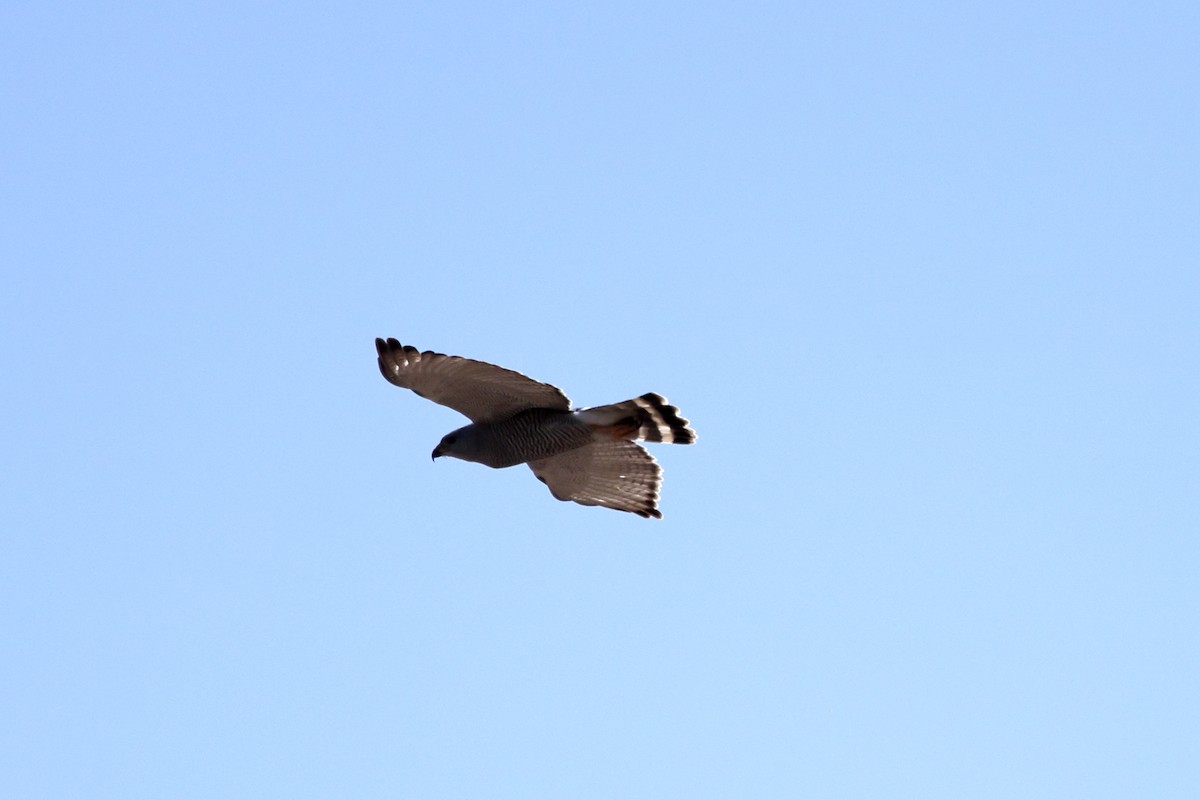 Gray Hawk - ML633317494