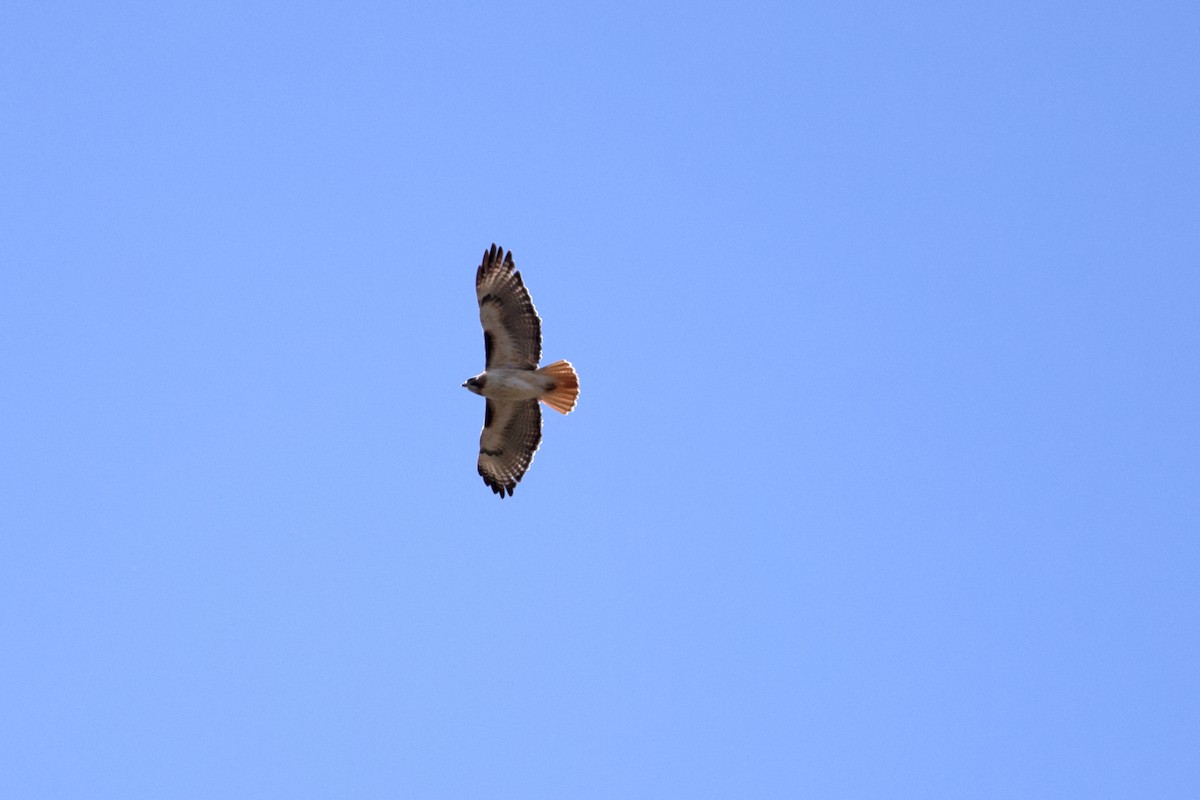 Red-tailed Hawk - ML633317506