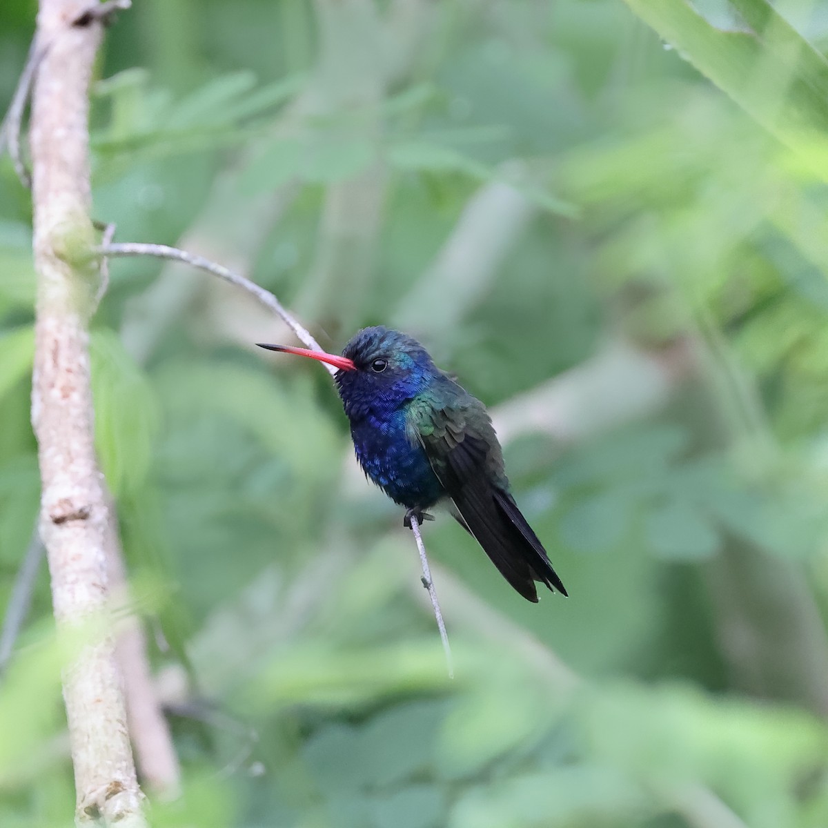Turquoise-crowned Hummingbird - ML633317512