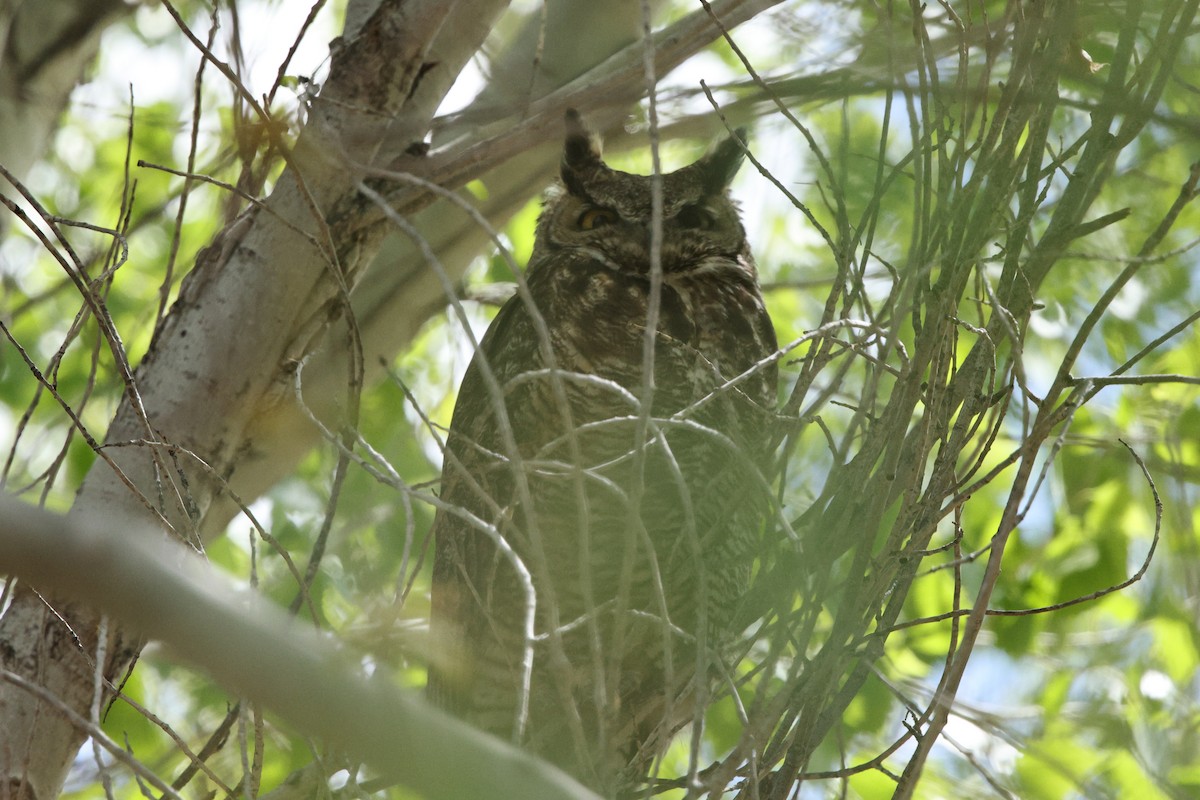 Great Horned Owl - ML633317521
