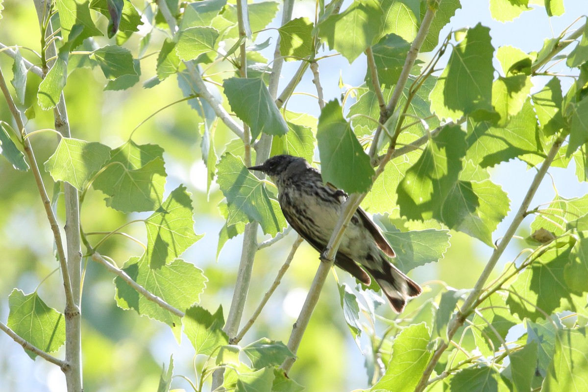 Yellow-rumped Warbler - ML633317544