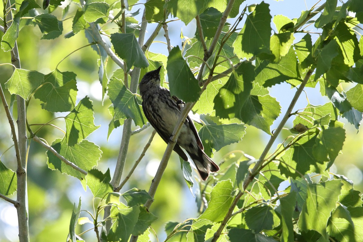 Yellow-rumped Warbler - ML633317545