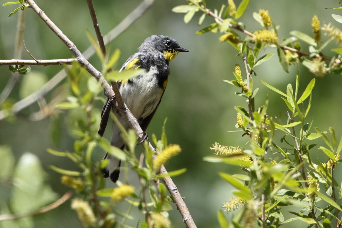 Yellow-rumped Warbler (Audubon's) - ML633317568
