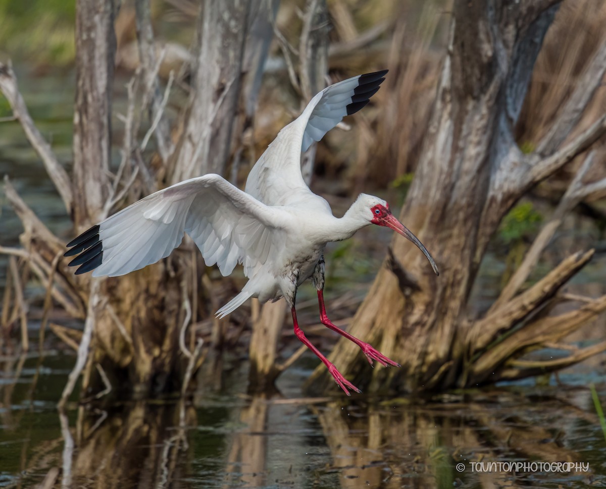 White Ibis - ML633317588