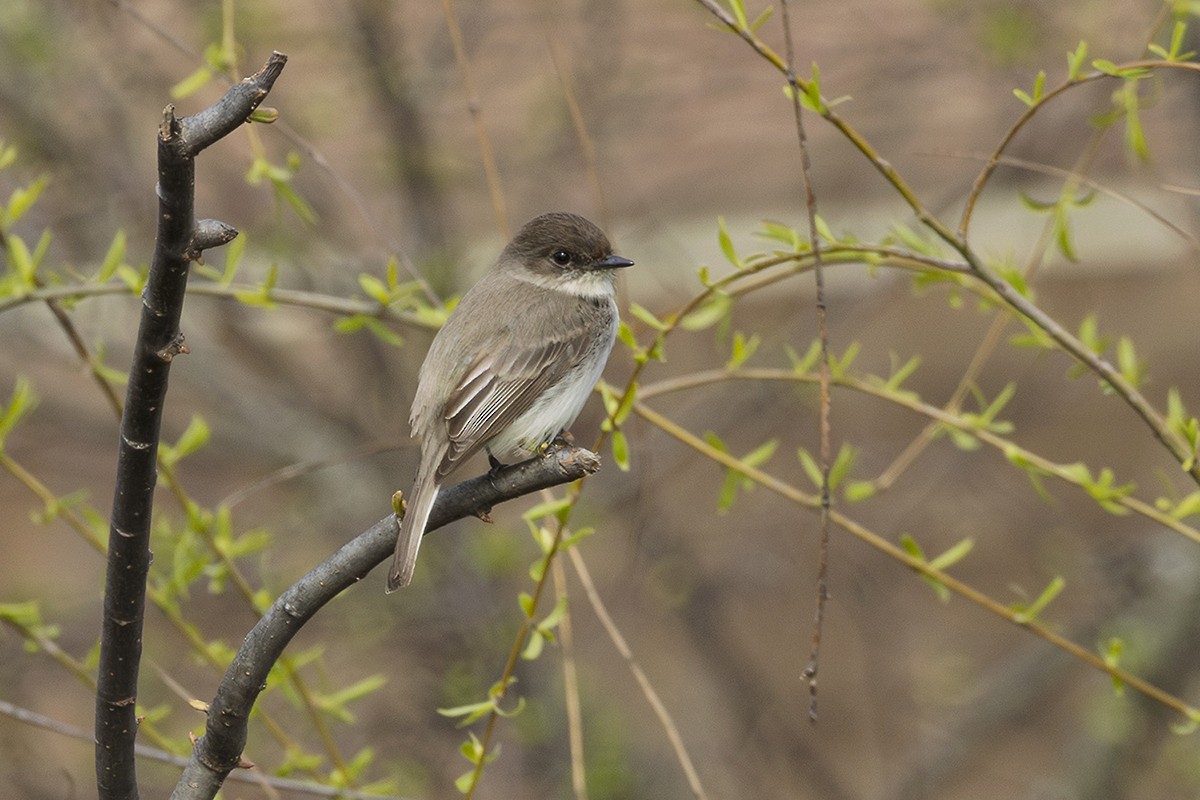 Weißbauch-Phoebetyrann - ML633317590