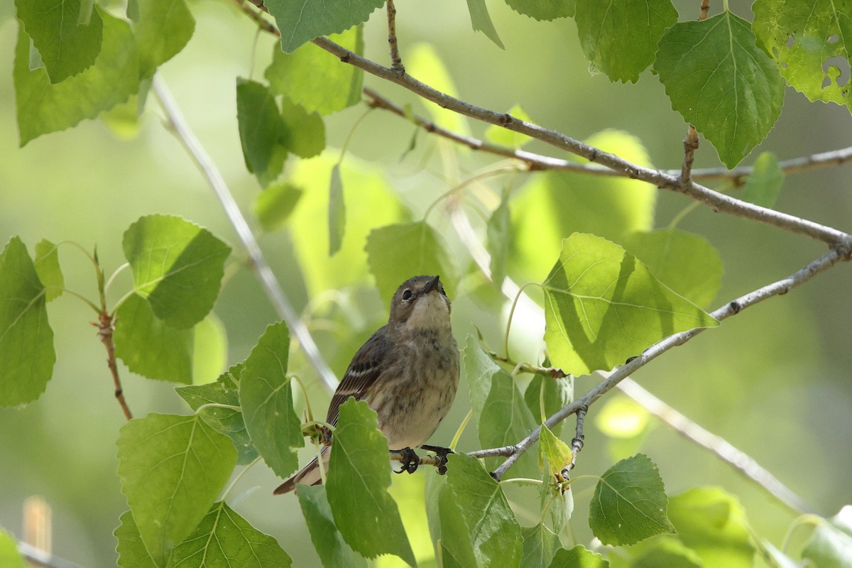 Yellow-rumped Warbler (Myrtle x Audubon's) - ML633317595