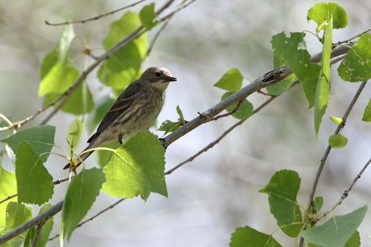Yellow-rumped Warbler (Myrtle x Audubon's) - ML633317596