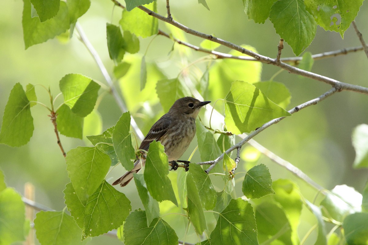Yellow-rumped Warbler (Myrtle x Audubon's) - ML633317597