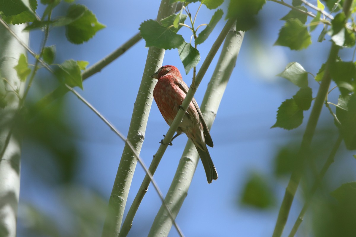 House Finch - ML633317628