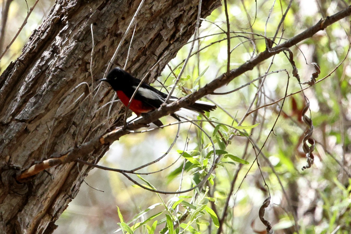 Painted Redstart - ML633317672