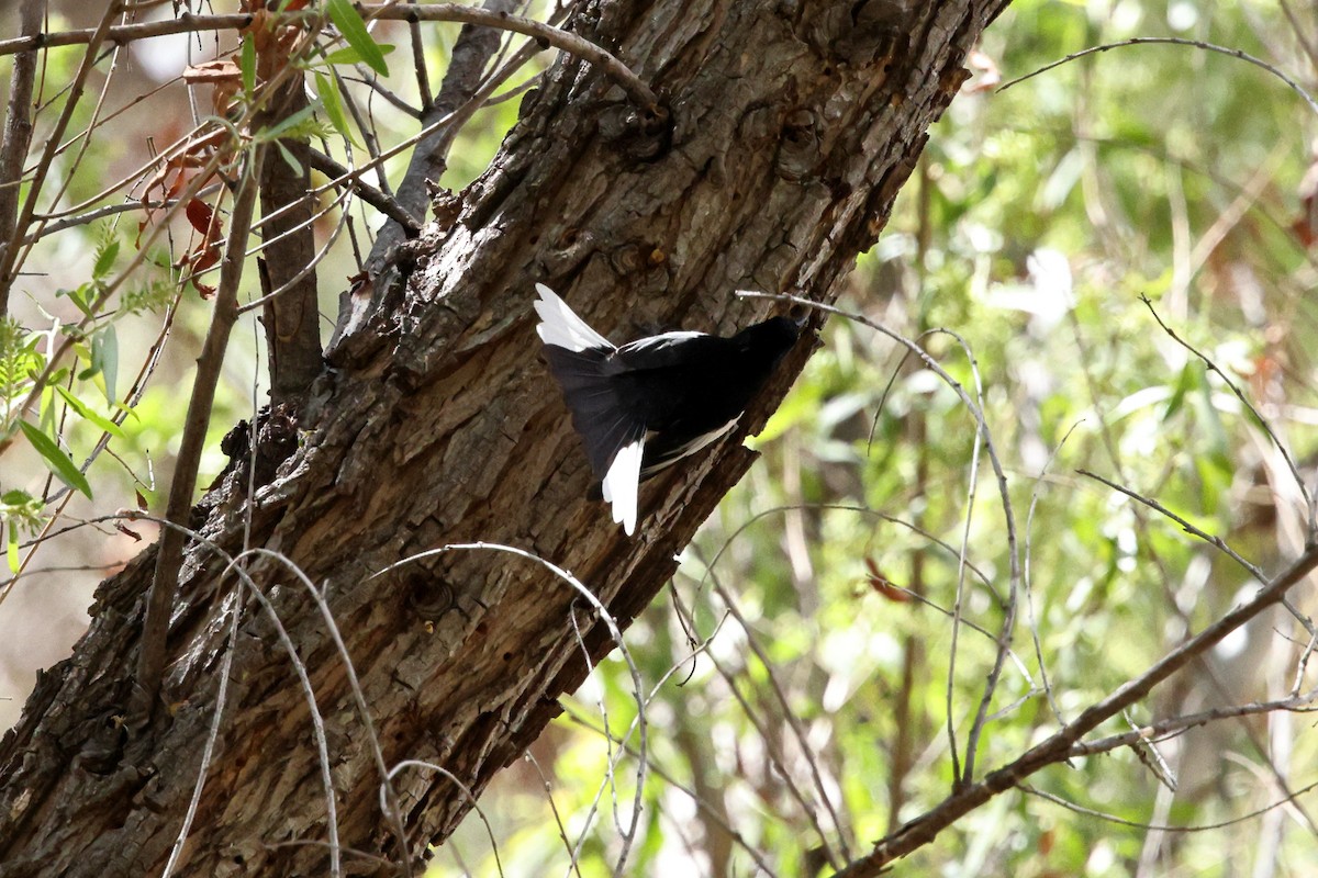 Painted Redstart - ML633317673