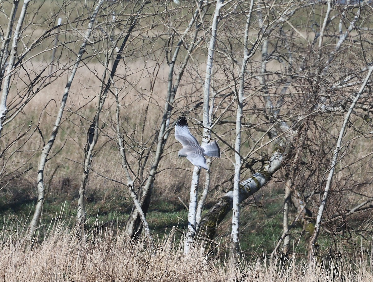 Northern Harrier - ML633317689