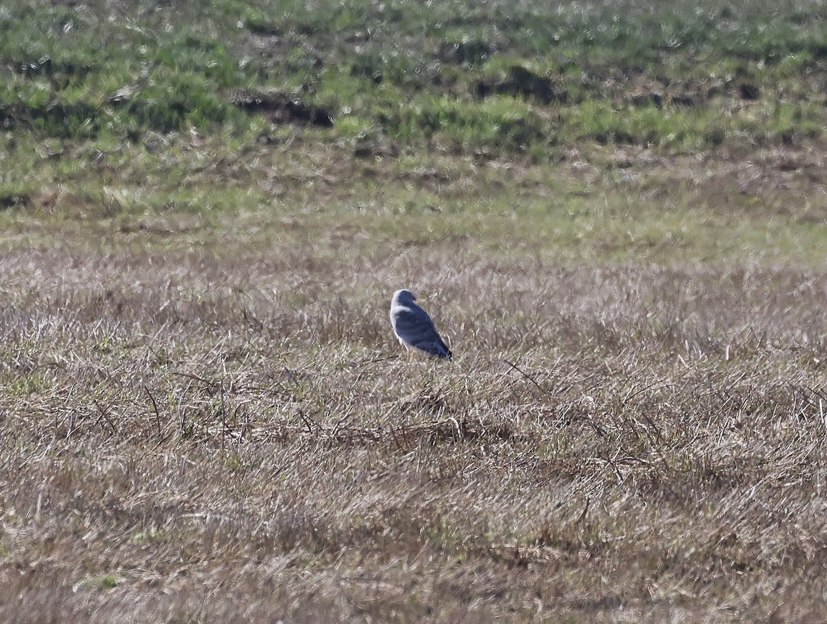 Northern Harrier - ML633317690