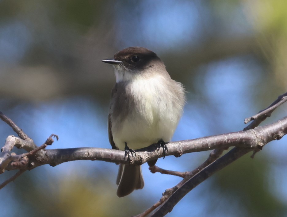 Eastern Phoebe - ML633317721