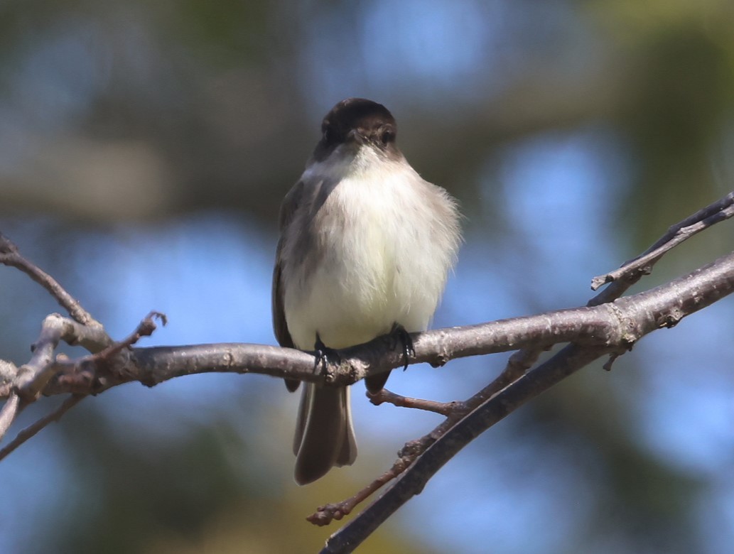 Eastern Phoebe - ML633317722