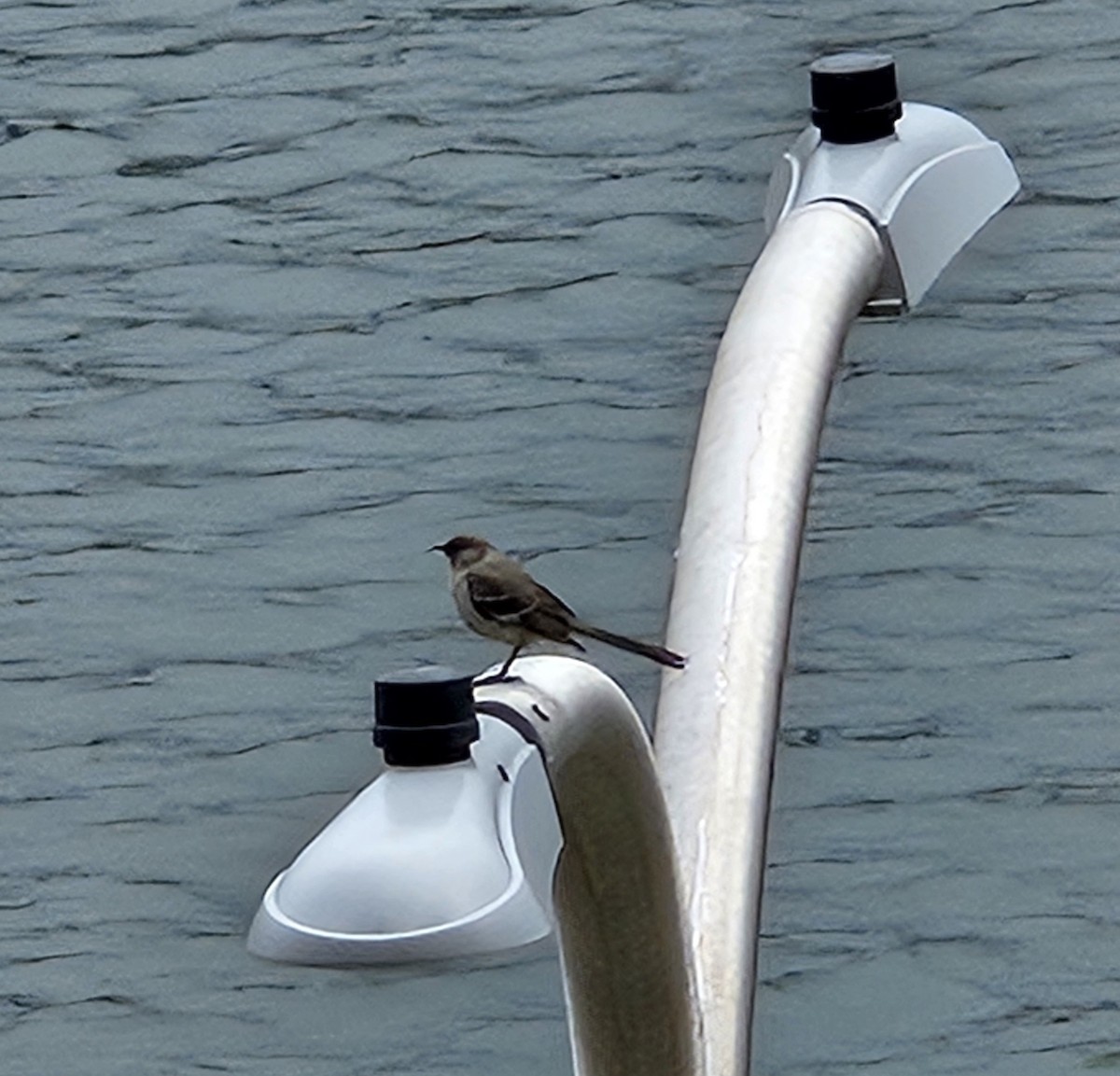 Northern Mockingbird - ML633317762