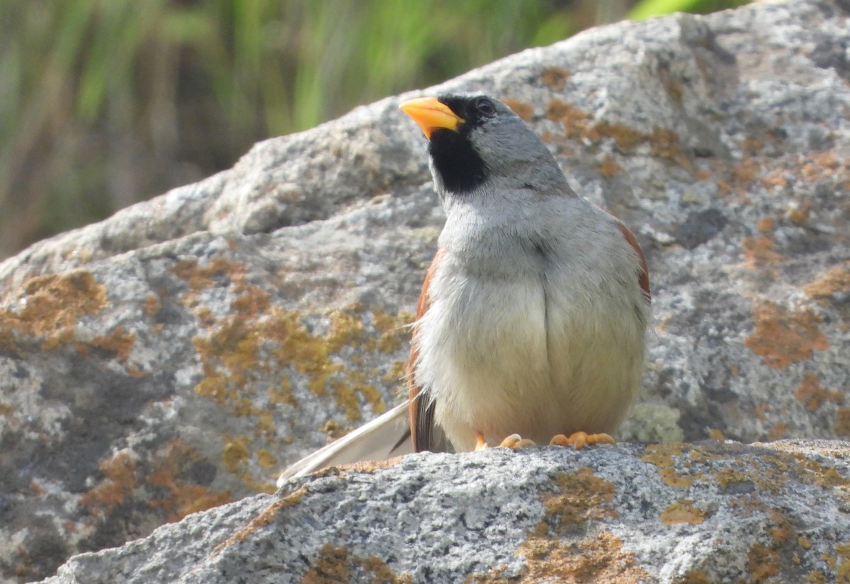 Great Inca-Finch - ML633317827