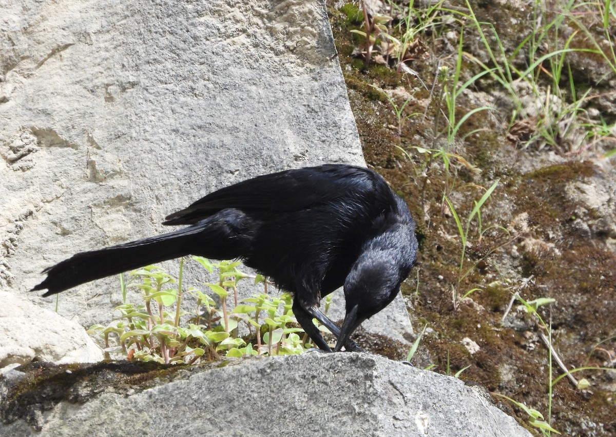 Scrub Blackbird - ML633317834