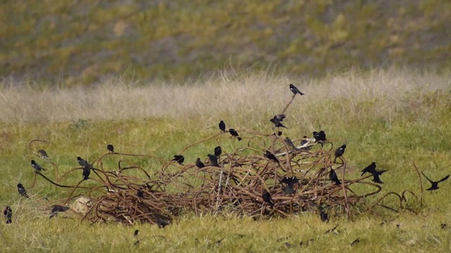 Tricolored Blackbird - ML633317895