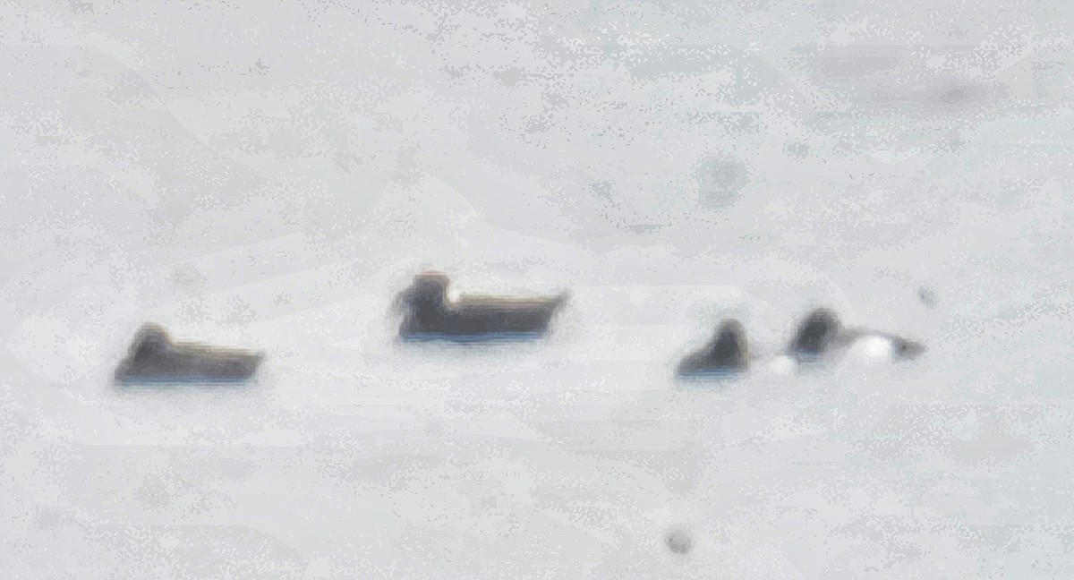 Surf Scoter - ML633318017