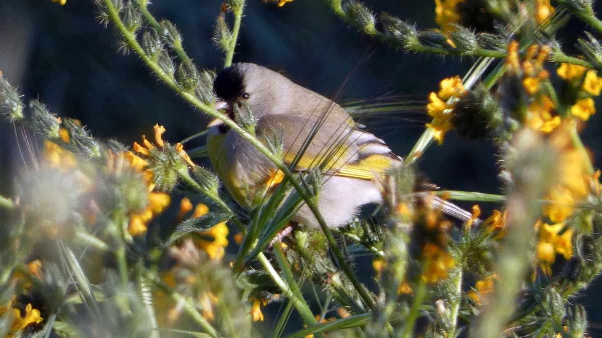 Lawrence's Goldfinch - ML633318105