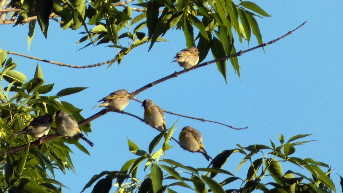 Lawrence's Goldfinch - ML633318106
